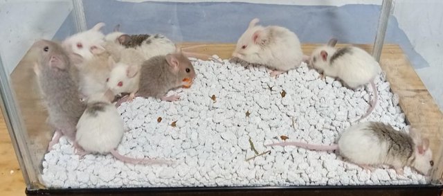 Image 10 of Breeder Group's of ASF Mice