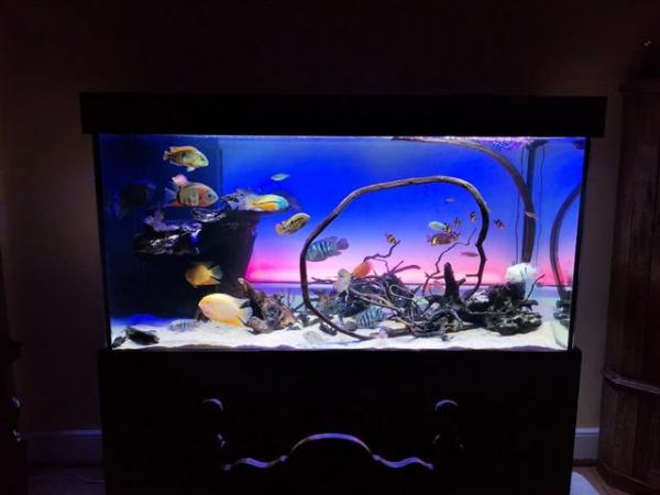Image 3 of 5ft Aquarium - tall and with sump - with cichlids