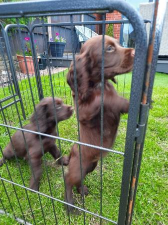 Image 1 of A gorgeous litter of 1 left chocolate cockers