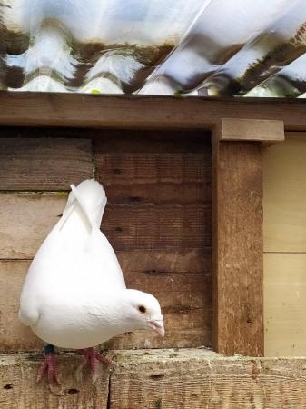Image 9 of PURE WHITE RACING PIGEON FOR SALE