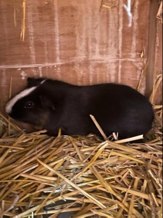 Image 6 of Two Cute Older Male Guinea Pigs - Black & White