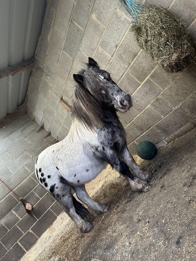 Preview of the first image of 10.2 Spotted Pony Gelding Part Loan Only!.