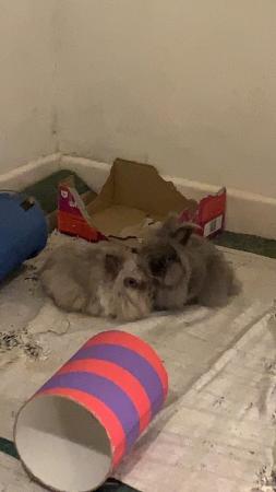 Image 5 of Two gorgeous indoor lionhead rabbits