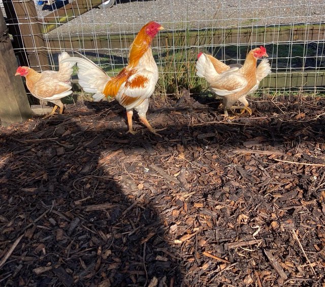 Preview of the first image of Miniature old English game bantams pile.