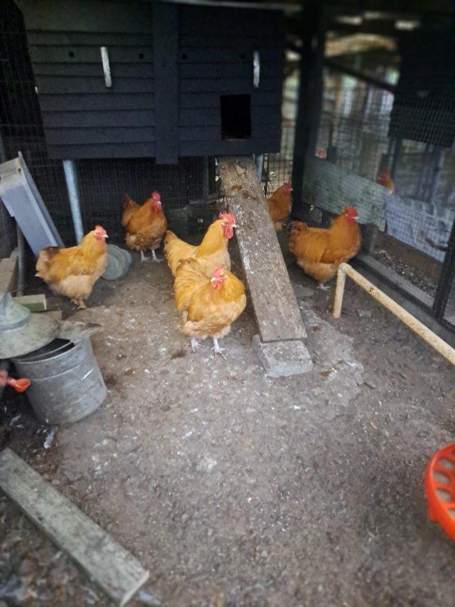 Preview of the first image of Buff Orpington & Silver Duckwing Welsummer Cockerels.