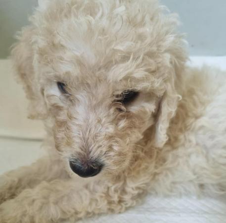 Image 10 of Ready to leave now. Goldendoodle puppies