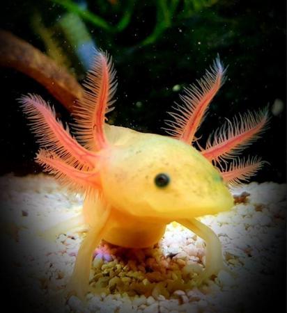 Image 4 of Axolotls, different types and colours available