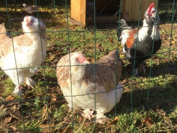 Image 3 of Young Bantams for sale, various breeds. Sexed