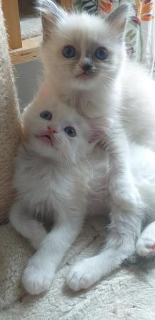 Image 7 of Pure Breed Ragdoll Kittens