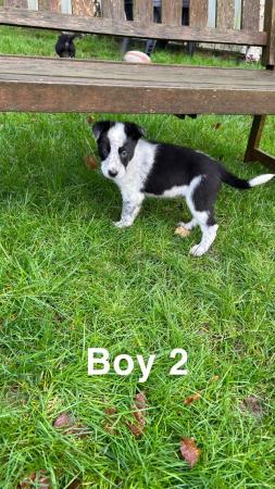 Image 3 of 4 Border Collie pups for sale