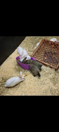 Image 2 of Selectionof rabbits, rodents and Guinea pigs