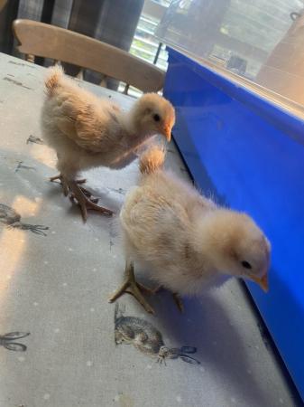 Image 1 of 2 week old buff Orpington chickens