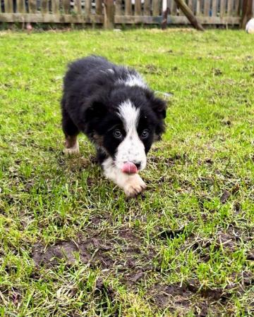 Image 17 of Beautiful Border Collie Puppies -