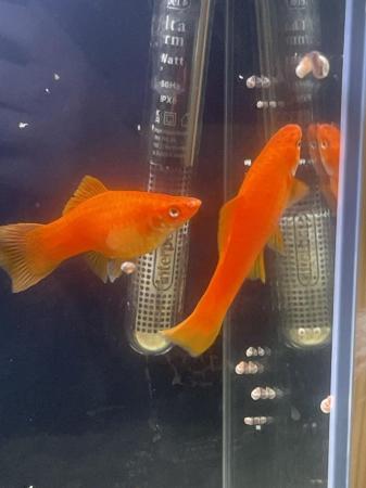 Image 1 of Flaming Red Giant Molly Fry £2 Each