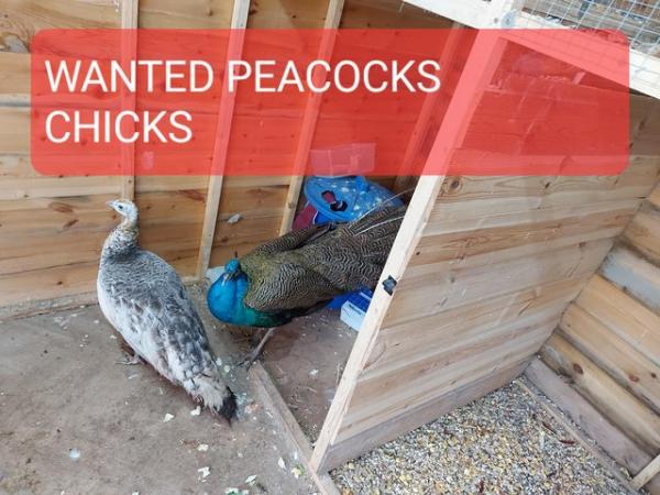 Image 2 of WANTED PEACOCK CHICKS !!!!