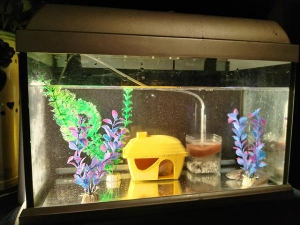 Image 3 of Free Axolotl, Fish Tank Aquarium and Accessories