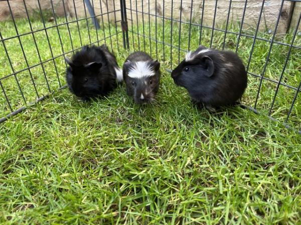 Image 3 of 3x male guinea pig babies