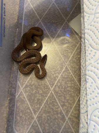 Image 1 of For sale cb23 house snakes (boaedon capensis )