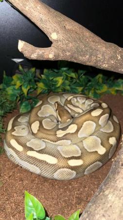 Image 2 of Snake up for sale/adoption