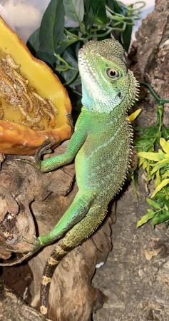 Image 3 of 7 month old Chinese water dragon with accessories and Viv