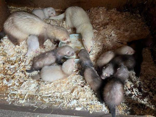 Image 1 of Ferret kits for sale different colours