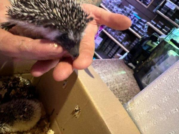 Image 8 of CUTE BABY AFRICAN PYGMY HEDGEHOGS