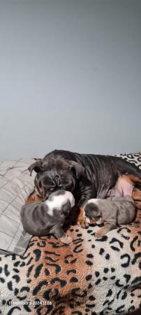 Image 7 of English bulldog puppies 8 weeks old 18th March