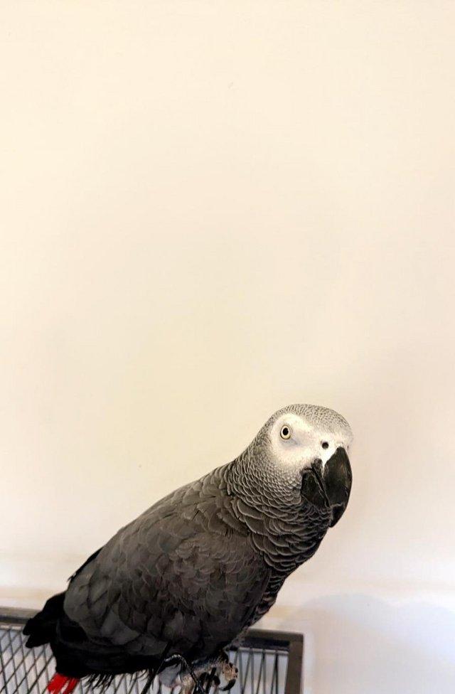 Preview of the first image of African grey wanted baby preferably but an older bird more t.