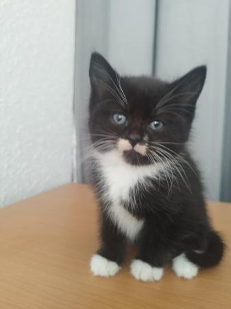 Image 3 of Beautiful female kitten ready for new home