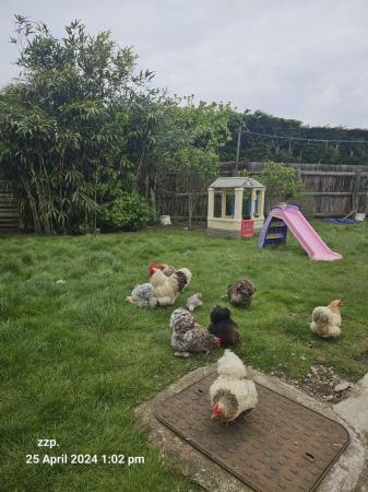 Image 3 of 5 day old pekin bantam chicks