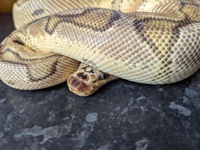 Preview of the first image of Stunning pastel clown ball python.