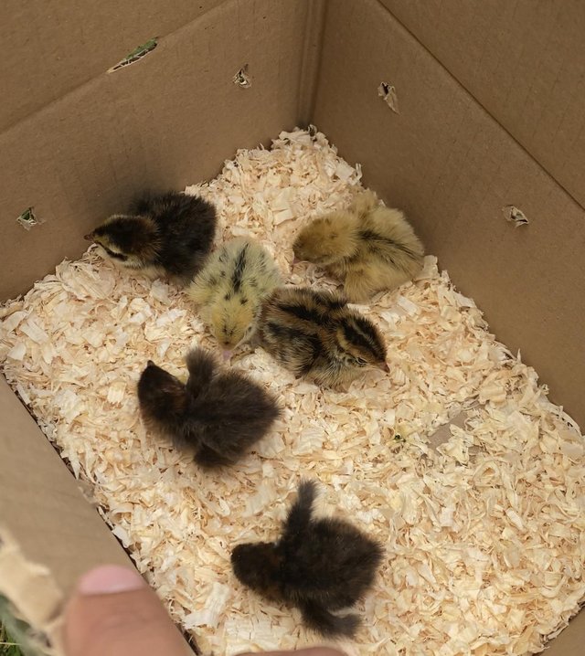 Preview of the first image of Quail chicks ready for a new home.