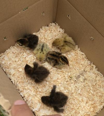 Image 1 of Quail chicks ready for a new home