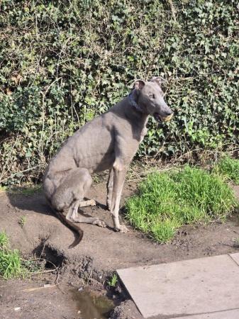 Image 2 of GREYHOUND EX RACER REQUIRES RETIREMENT HOME