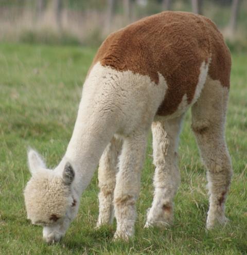 Preview of the first image of Alpaca walking CIRENCESTER IN THE COTSWOLDS.