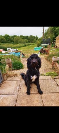 Image 5 of Fully vaccinated Standard F1BBB LABRADOODLE boy puppy left