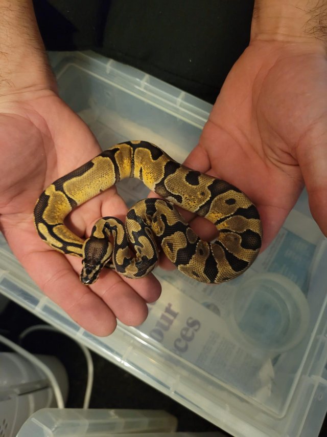 Preview of the first image of Royal python Enchi poss het pied.