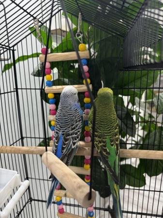Image 2 of Pair of Exhibition budgies with large cage