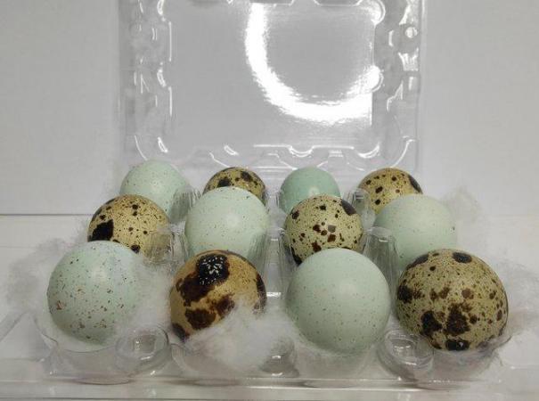 Image 2 of Fertile Japanese Quail hatching eggs Inc Celadon