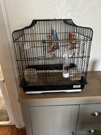Image 5 of Young blue budgie with cage
