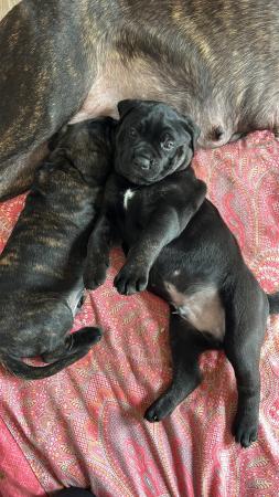 Image 4 of Chunky Champion Blood Line Cane Corso Puppies