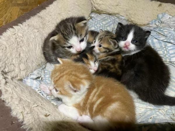 Image 2 of Kittens available - 1 boy and 4 girls