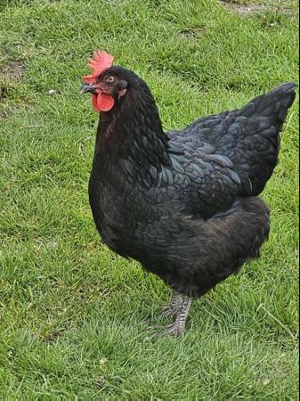 Image 1 of Large fowl Hybrid chickens