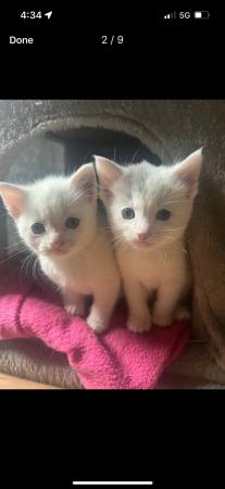 Image 8 of Beautiful white and grey farmhouse kittens