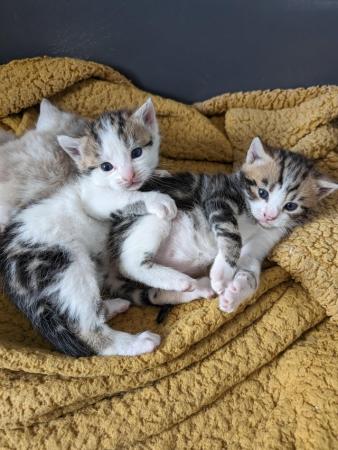 Image 8 of 4 beautiful kitten's for sale