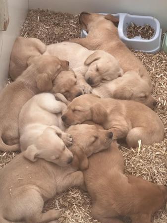 Image 5 of Beautiful fox red and yellow labrador puppies ready 8th May