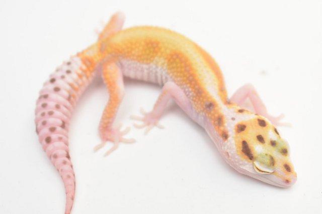 Image 3 of 2023 Leopard gecko Hatchlings available