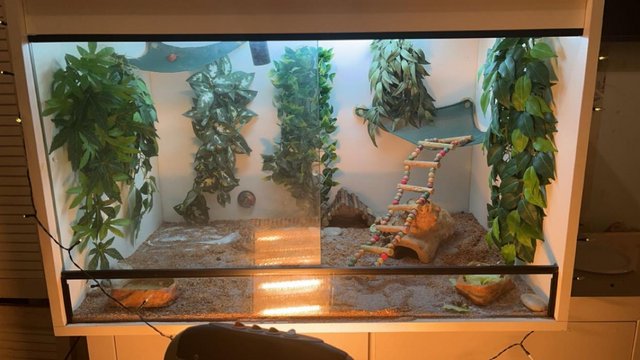 Image 6 of 2 year old bearded dragon and enclosure