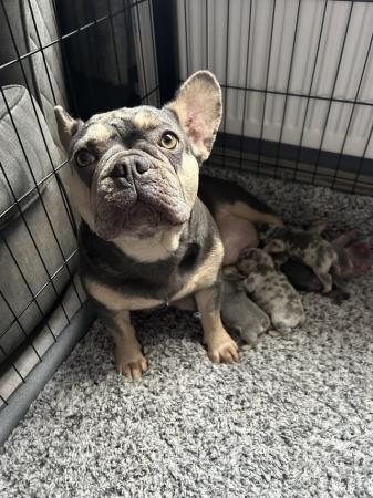 Image 7 of French bulldog puppies for sale