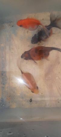 Image 2 of Six Baby homebred fancy goldfish